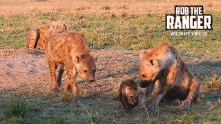 Spotted Hyena Den | Maasai Mara Safari | Zebra Plains