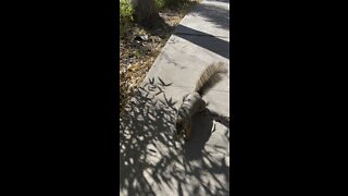 Squirrel bringing me peanuts