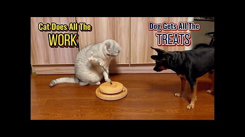 Who Said Dogs Are Lazy? The Generous Cat and the Greedy Dog Proved That😂 | Animals LOL Moments