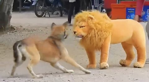 Funny Dog Lion Tiger Monkey Troll Prank