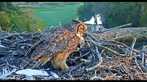 Dinnertime Close-up 🦉 4/8/22 19:33