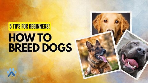 How To Breed Dogs | 5 Tips For Beginners | Pets Guide