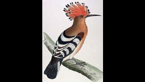 Termite and Prophet Sulaiman [ Soloman ] hoopoe bird