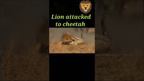 Lion attack to cheetah 🐆#shorts #youtubeshorts