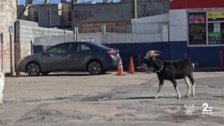 Fedora wearing goat captured on camera in Pigtown