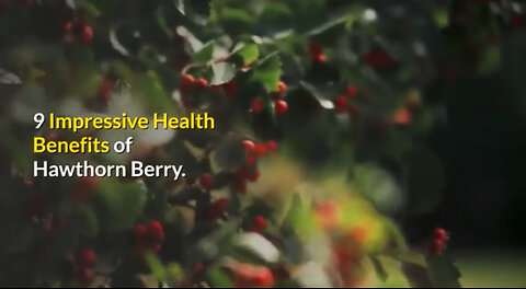 9 Impressive Health Benefits of Hawthorn Berry