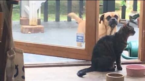 Ce chat montre au chien que c'est lui le patron