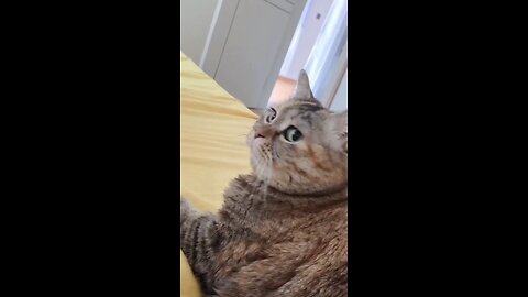 Cute Cat Meowing (Got the full)