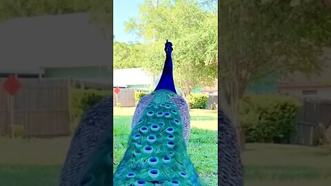 peacock nice dance netural song #sortvideo #trendingshorts