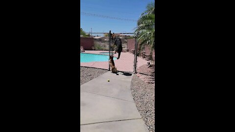 Dog swimming pool excitement