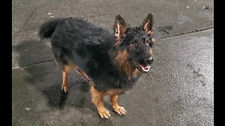 Excited Puppy Goes Bonkers For Air Dryer