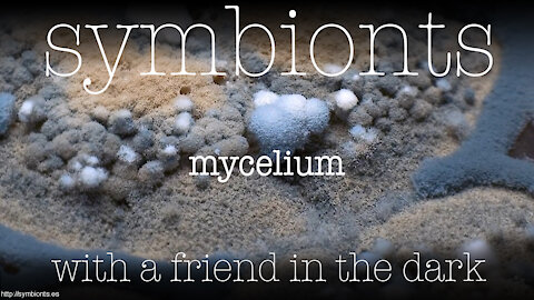 Mycelium