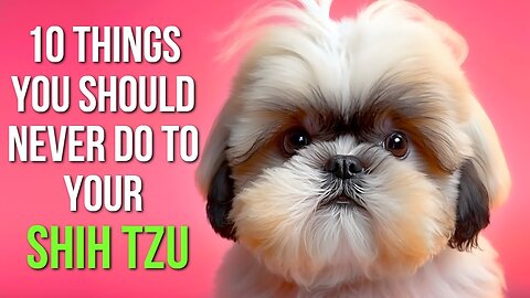 10 Mistakes Every Shih Tzu Owner SHOULD AVOID!