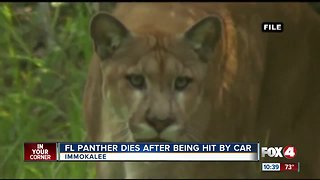 Panther killed by vehicle near Immokalee