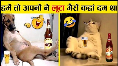 Funny animal video 🤣🤣