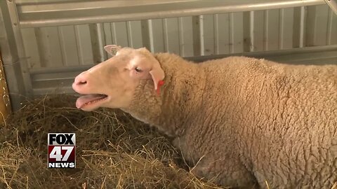 Eaton County Fairgrounds take precautions to avoid disease outbreaks among animals and the public