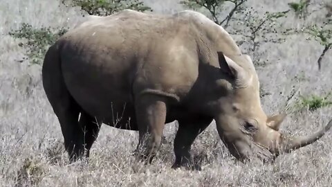 African Wildlife The Most Fascinating Animal Moments of Nairobi National Park With Real Sounds wild