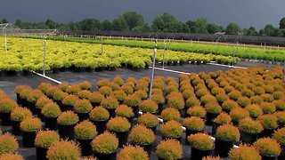 Bushes from Pettiti's farm