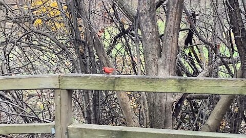 Bunch of Cardinals James Gardens