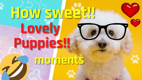 Cute animals🐶💗Lovely puppies moments on camara💗Preciosos perros🐶💗100%Ternura y Diversion🐶💗