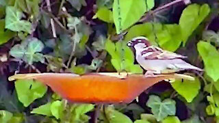 IECV NV #301 - 👀 House Sparrows On The Orange Bird Feeder 🐤 🐤 5-9-2017