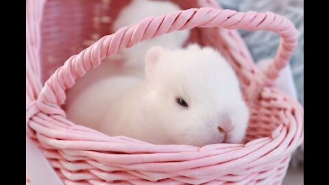 Tiny Bunnies opened their eyes Two weeks after birth