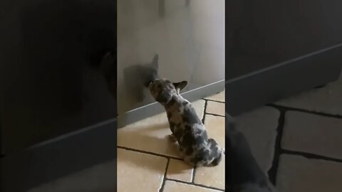 French Bull Dog Licking his own reflection