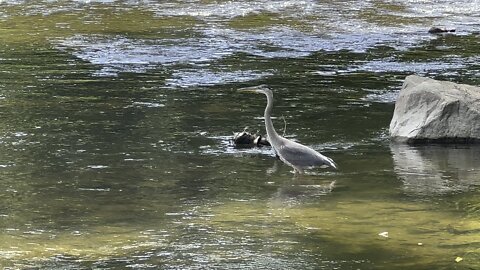 Great Blue Heron waiting on some minnows