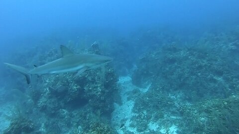 Caribbean Reef Sharks - Freeport, Bahamas