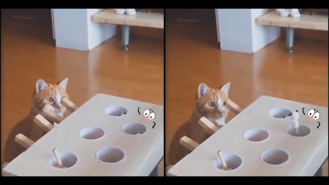 how to catch the mouse #catlover #funnycats #catvideos #catvid #catvids