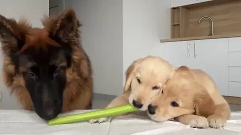 German Shepherd Reviews Food With Puppies