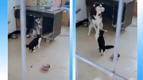 Funiest 🐕 and 🐈 Fight -Try not a laugh😂 Dog face of a cat's anger?