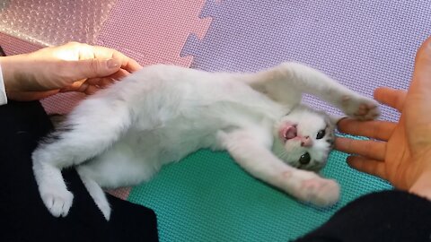 Loveholic ~ A cutie with fascinating and acrobatic continuous movements.(53day old cat - part2)