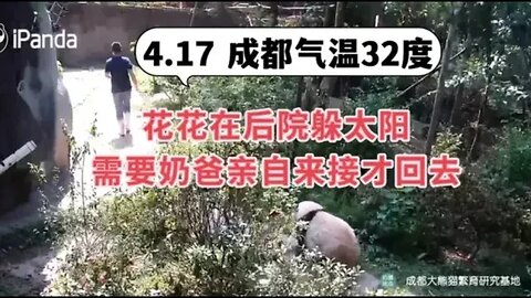 4.17成都气温32度，花花上午都在后院躲太阳，需要奶爸来接才回去 #ipanda #大熊猫 #花花 #小柒V5 #huahua #霸王花 #花花的日常