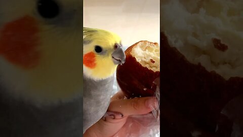 Cockatiels feeding frenzy fact | Cockatiels Craze