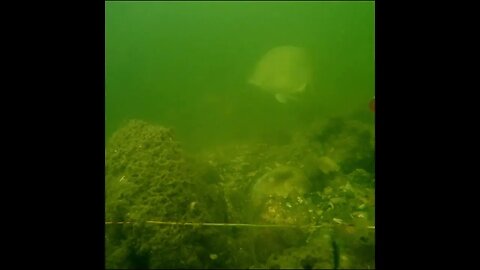 Mangrove snapper