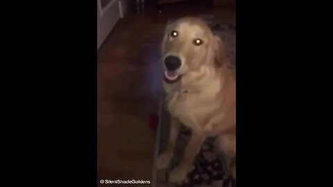 Mischievous Golden Retriever eats $100 bills