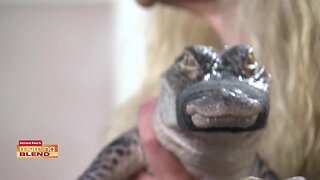 Alligator Attraction | Morning Blend