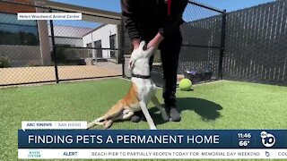 Pet of the Week: Hercules