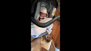 Dog Rocks Crying Baby Back To Sleep