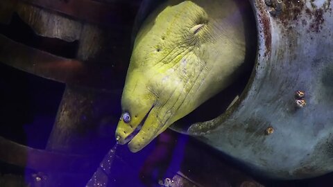 Green Moray Eel - Newport Aquarium - Jan '23