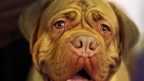 14 Massive Facts on Mastiffs