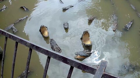 The big crocodiles are hungry for food with their mouths wide