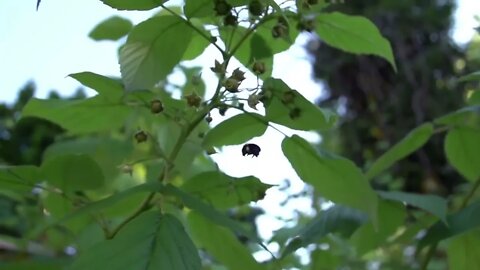 Beachfront B Roll Bees Pollinating Clip 2 Free to Use HD Stock Video Footage