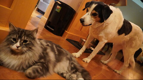 Dogs are Intrigued by EVERY LITTLE THING the Cat does