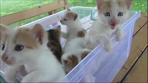 small cute cats animals