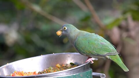 CatTV: Take your Cat to the San Diego Zoo - green bird eating