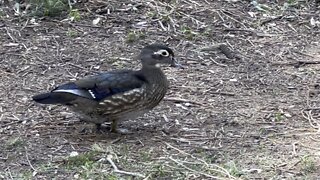 Wood Ducks female