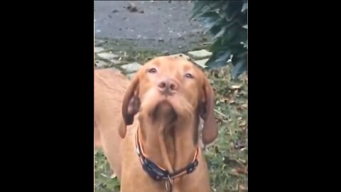 Super Funny Dog Videos | Try not to laugh hard