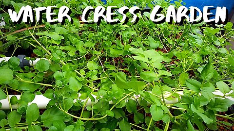 Aquaponic system Renovation part 20- Constant height aquaponics grow bed (growing water cress)